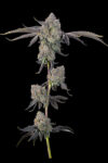 Sour Peachez Feminized Seeds by Grounded Genetics