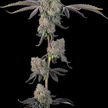 Sour Peachez Feminized Seeds by Grounded Genetics