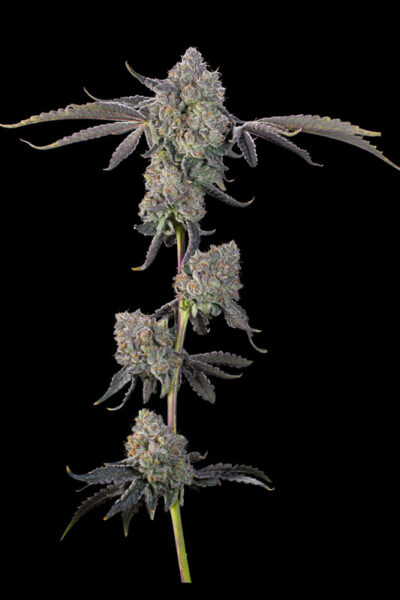 Sour Peachez Feminized Seeds by Grounded Genetics