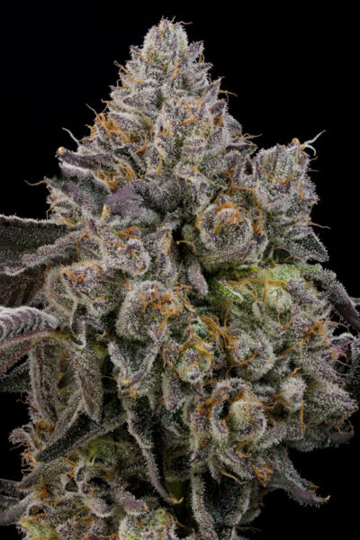 Sour Peachez Feminized Seeds by Grounded Genetics