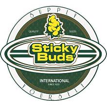 Sticky Buds Genetics Seeds – Premium Cannabis Genetics