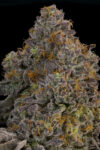 Zaffron Feminized Seeds by Grounded Genetics - Image 2