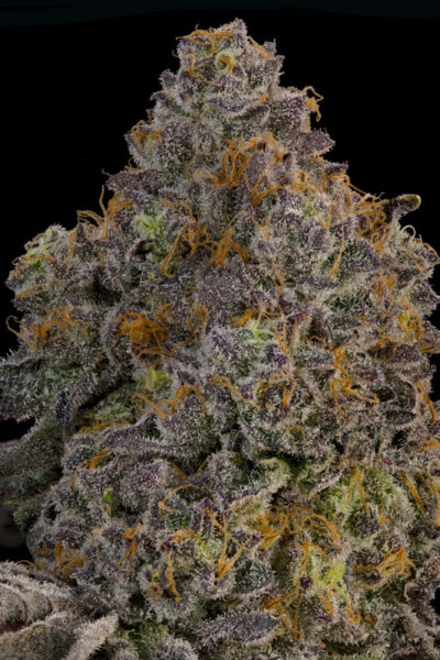 Zaffron Feminized Seeds by Grounded Genetics - Image 2