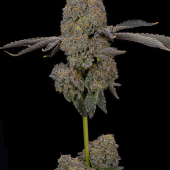 Zaffron Seeds by Grounded Genetics