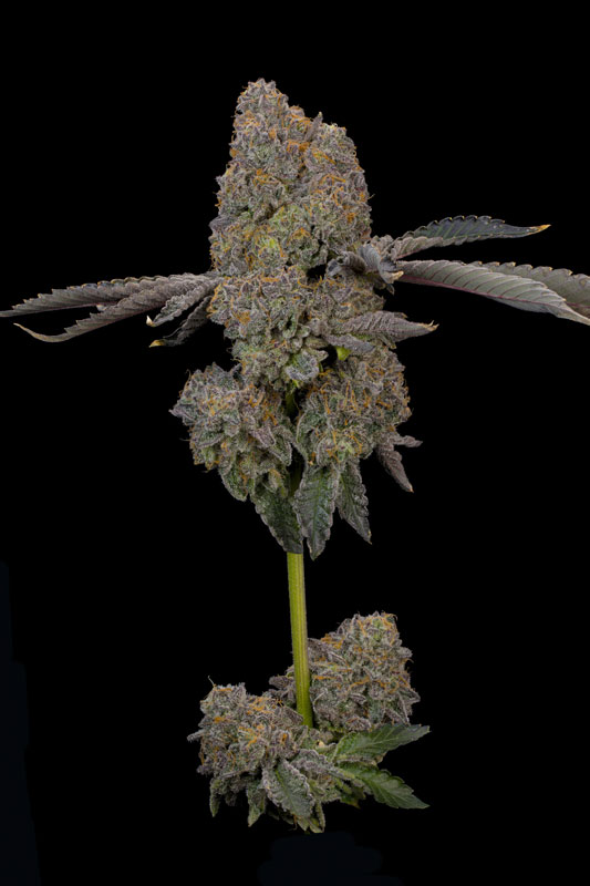 ZAFFRON-2 Zaffron Seeds by Grounded Genetics
