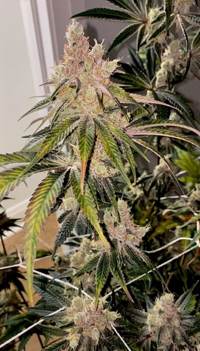 Amaretto Banana Feminized Seeds – Pars Planet
