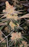 Amaretto Banana Feminized Seeds – Pars Planet