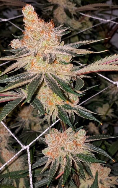Amaretto Banana Feminized Seeds – Pars Planet