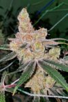 Amaretto Banana Feminized Seeds – Pars Planet