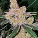 Amaretto Banana Feminized Seeds – Pars Planet