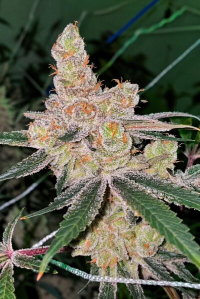 Amaretto Banana Feminized Seeds – Pars Planet