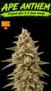 Ape Anthem Regular Seeds by Nugs 420 – Pars Planet