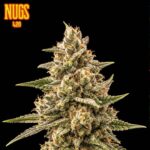 Ape Anthem Regular Seeds by Nugs 420 – Pars Planet
