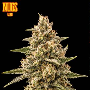 Ape Anthem Regular Seeds by Nugs 420 – Pars Planet