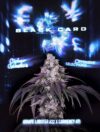 Black Card Feminized Seeds by Cipher Genetics – Pars Planet