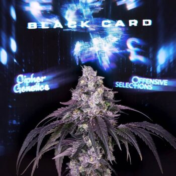 Black Card Feminized Seeds by Cipher Genetics – Pars Planet