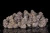 Black Card Feminized Seeds by Cipher Genetics - Image 3