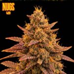 Fruit Party Regular Seeds by Nugs 420 – Pars Planet