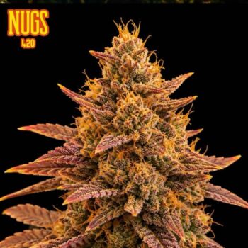 Fruit Party Regular Seeds by Nugs 420 – Pars Planet