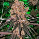 Honey Fritters Feminized Seeds by Relentless Genetics