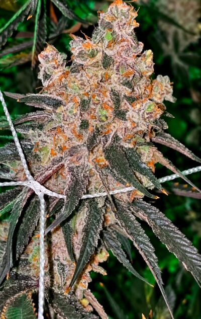 Honey Fritters Feminized Seeds by Relentless Genetics - Image 2
