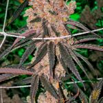 Honey Fritters Feminized Seeds – Pars Planet