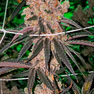 Honey Fritters Feminized Seeds – Pars Planet