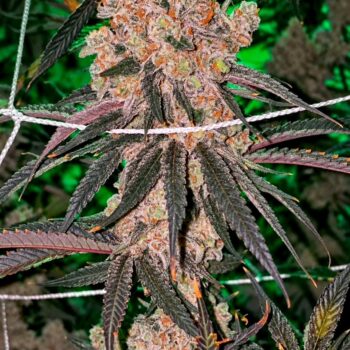 Honey Fritters Feminized Seeds – Pars Planet