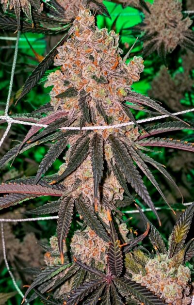 Honey Fritters Feminized Seeds – Pars Planet