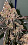 Honey Fritters Feminized Seeds – Pars Planet