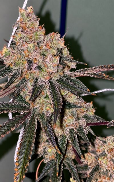 Honey Fritters Feminized Seeds – Pars Planet
