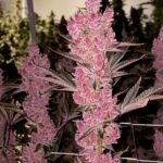 Sith Empress Feminized Seeds by Relentless Genetics