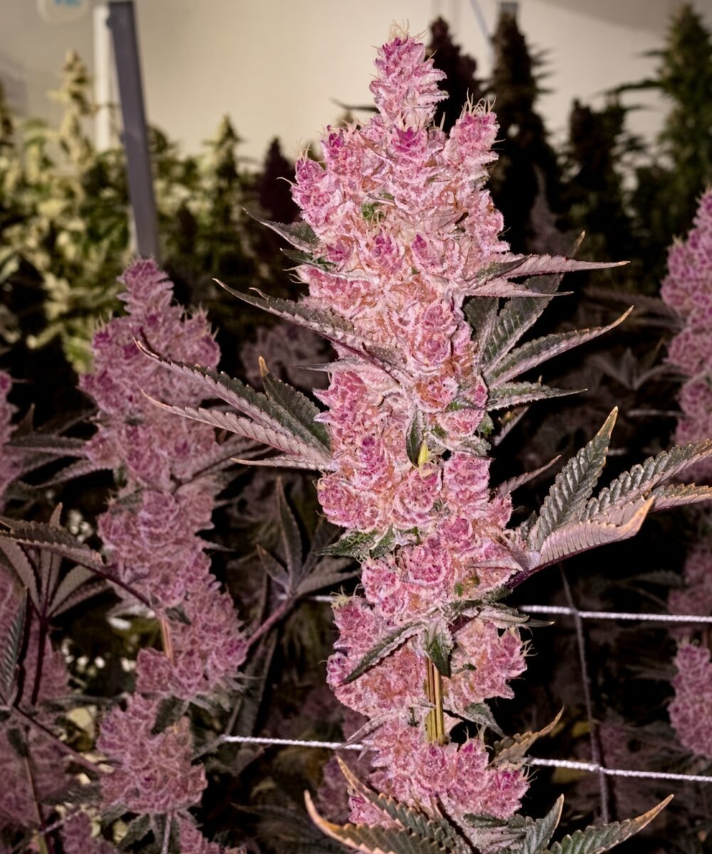 IMG_5741 Sith Empress Feminized Seeds by Relentless Genetics - Image 1