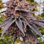 TropiSkitz Regular Seeds by Relentless Genetics