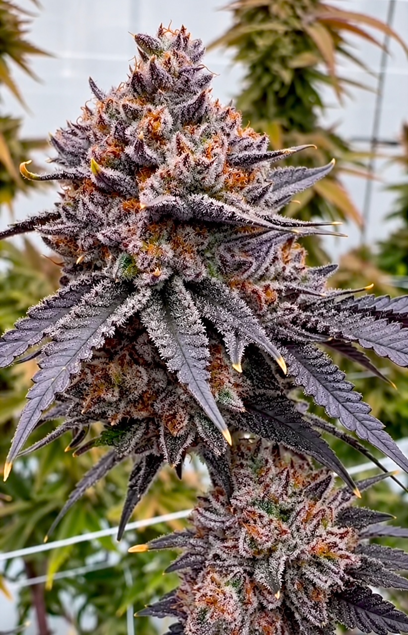 IMG_6109 TropiSkitz Regular Seeds by Relentless Genetics - Image 1