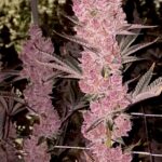 Sith Empress Feminized Seeds – Pars Planet
