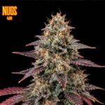 Sugar Rush Regular Seeds by Nugs 420 – Pars Planet
