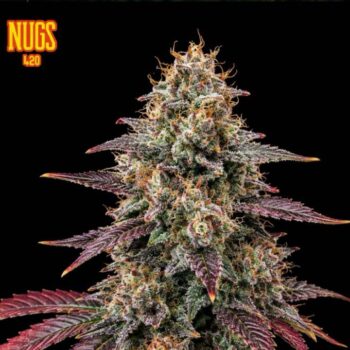 Sugar Rush Regular Seeds by Nugs 420 – Pars Planet