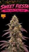 Sweet Fiesta Regular Seeds by Nugs 420 – Pars Planet