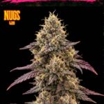 Sweet Fiesta Regular Seeds by Nugs 420 – Pars Planet