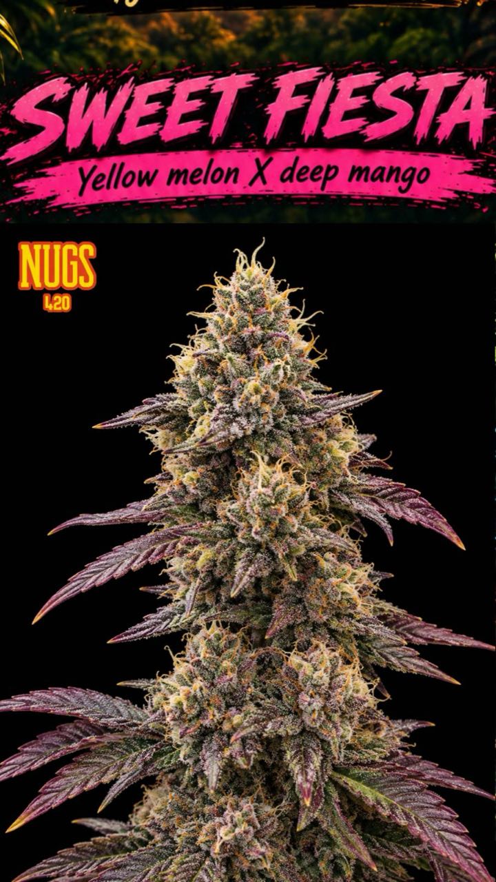 Sweet Fiesta Sweet Fiesta Regular Seeds by Nugs 420 – Pars Planet