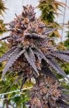 TropiSkitz Regular Seeds by Relentless Genetics