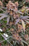 TropiSkitz Regular Seeds – Pars Planet