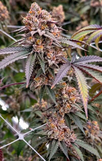 TropiSkitz Regular Seeds – Pars Planet