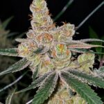 Amaretto Banana Feminized Seeds by Relentless Genetics