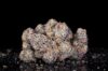Black Card Feminized Seeds by Cipher Genetics - Image 2